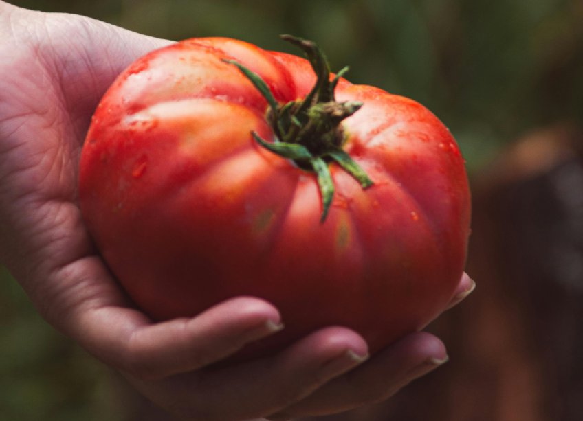 Florida tomato industry ripens as anti-dumping duties return
