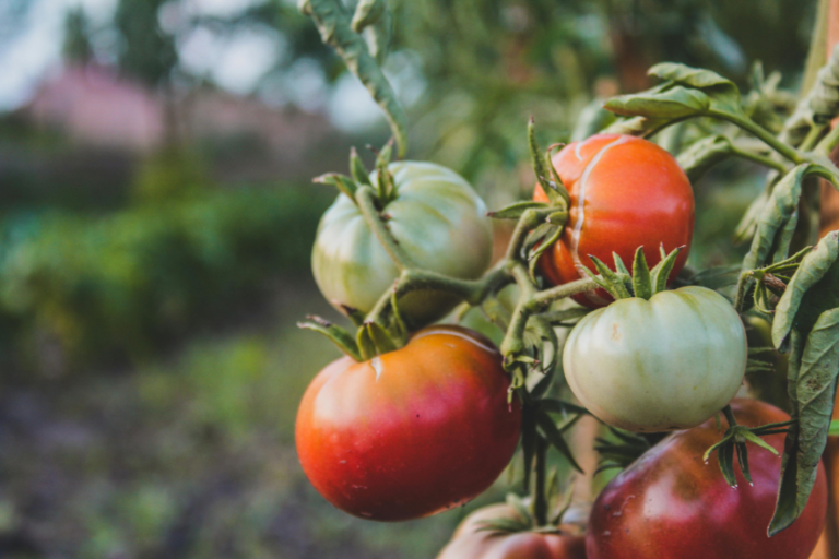 Florida tomato industry 
