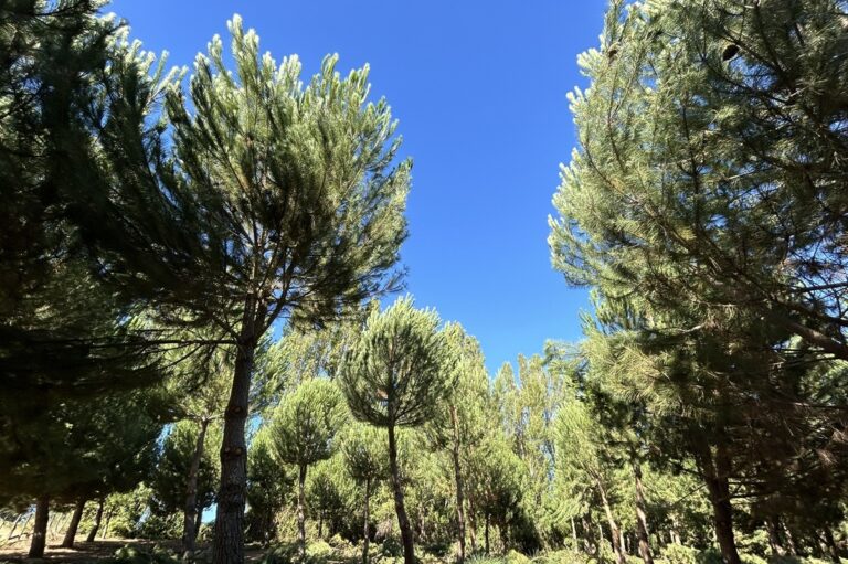 Pine nuts come from stone pines