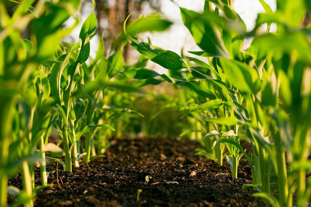 Empowering ecological farmers: AEA and MGI join forces to promote regenerative agriculture with new product line