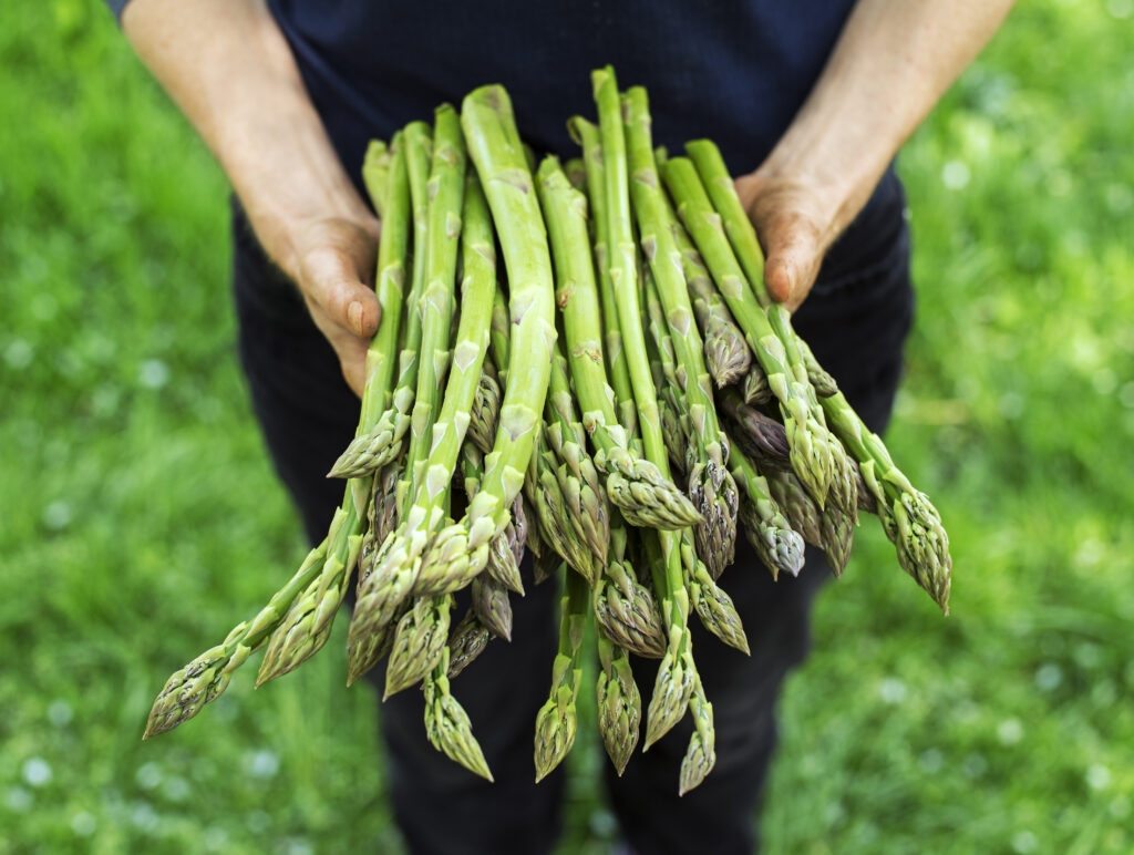 Global asparagus market is on the rise, but tariffs and changing climate may stifle its growth