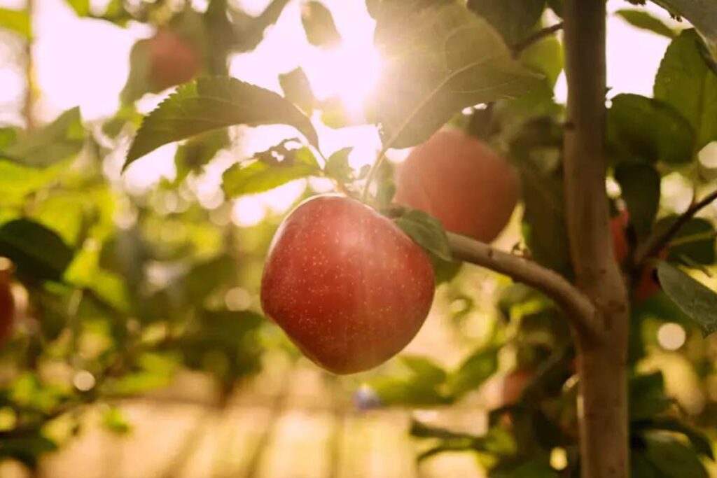 Climate-smart TUTTI apple wins the Innovation Hub Awards at Fruit Attraction 2025