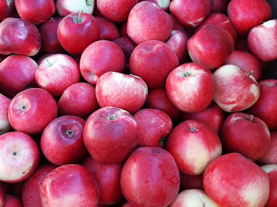 The 14-year-long path to develop the first true Chilean apple variety 