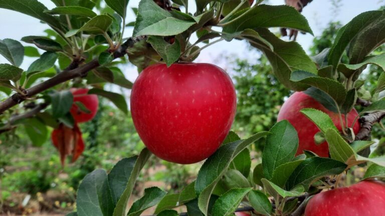 Chilean apple variety