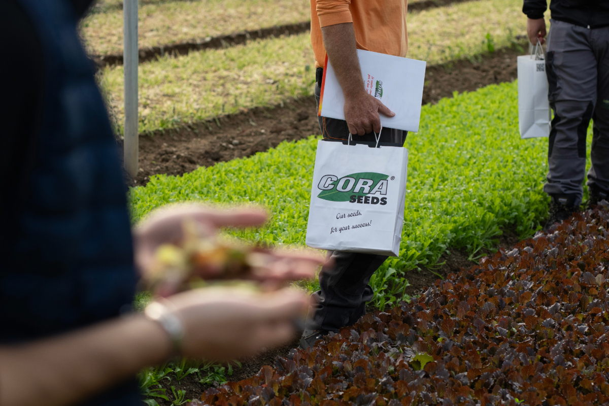 Cora Seeds showcases rocket and lettuce varieties at the Altamura Farm's Baby Leaves and Fresh-Cut open days