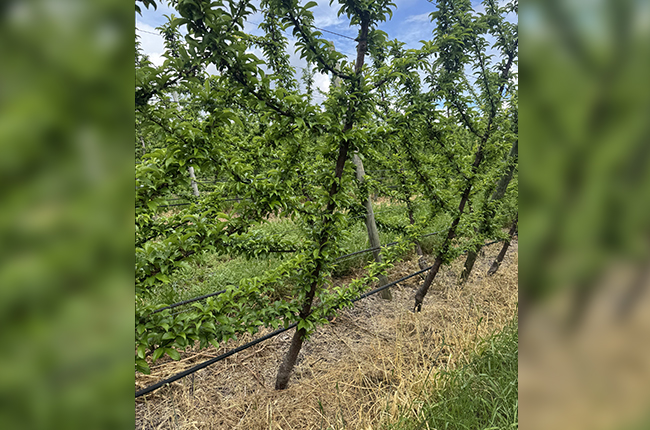 Australian summer fruit