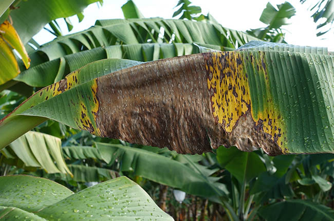 The banana crisis triggered by black sigatoka disease