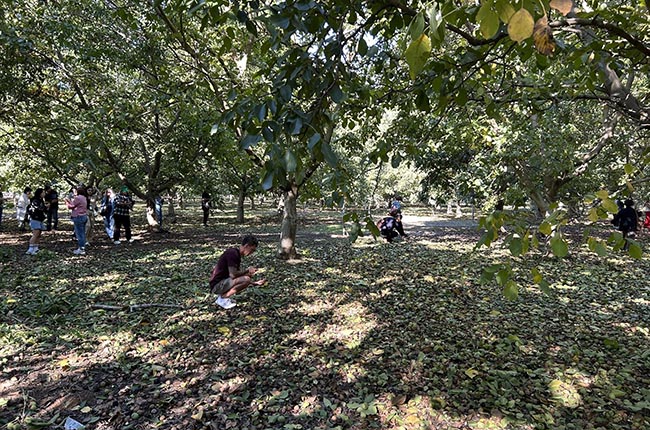 California specialty crop walnut orchard tour