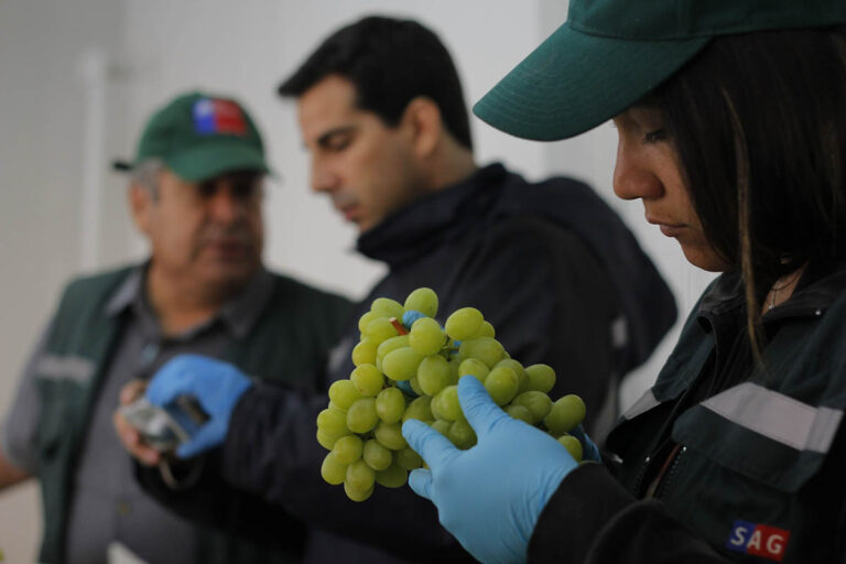 Systems approach imported table grape