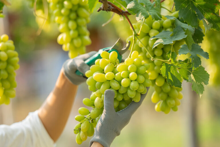 Systems approach imported Chilean table grapes