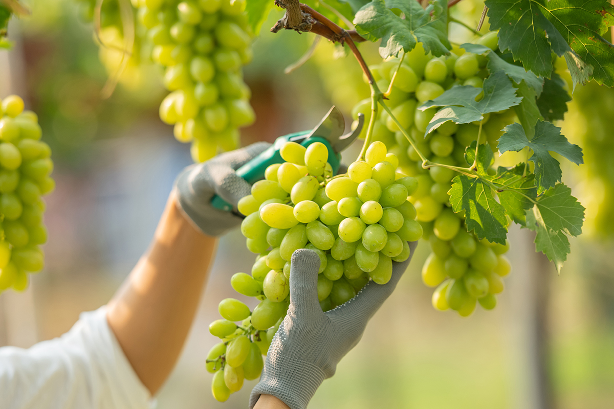 USDA fights Systems Approach suspension for Chilean table grape imports