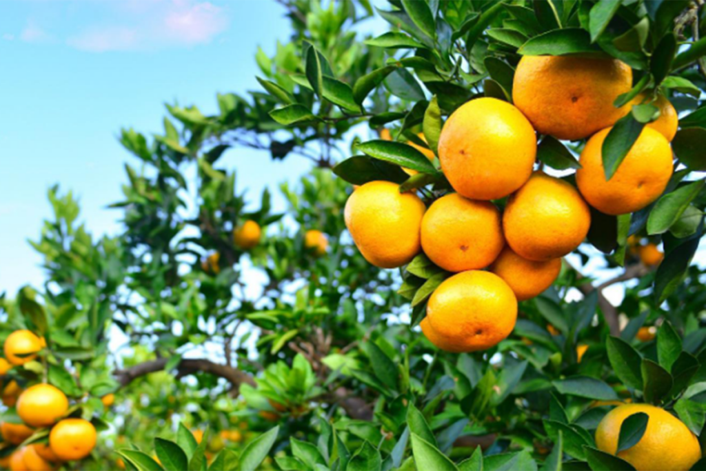 How logistics efficiency and global demand propelled South African citrus into a record-breaking season
