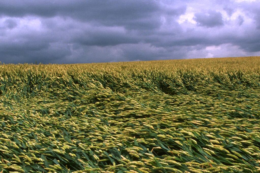 Fruits of change: FAO pushes to put farming at the core of COP30 talks