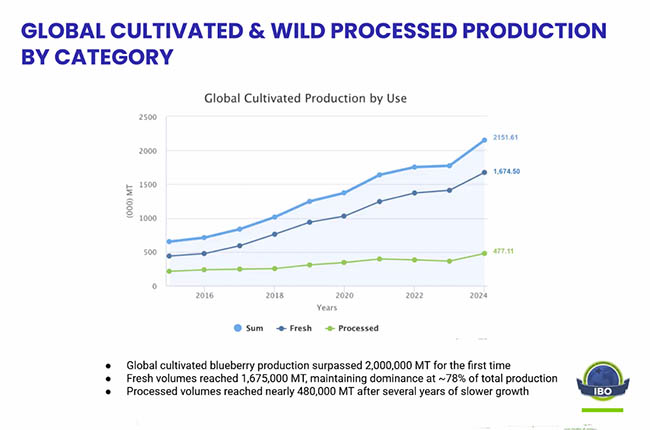 IBO report graph processed vs fresh
