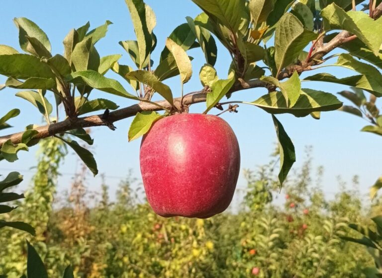 Chilean apple variety