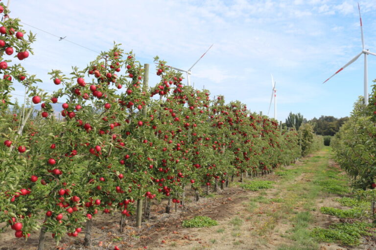Chilean apple orchards