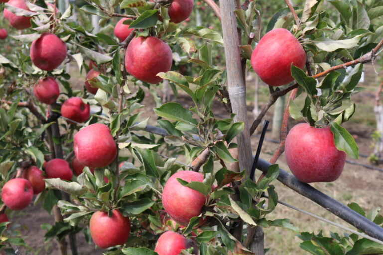 Chilean apple variety