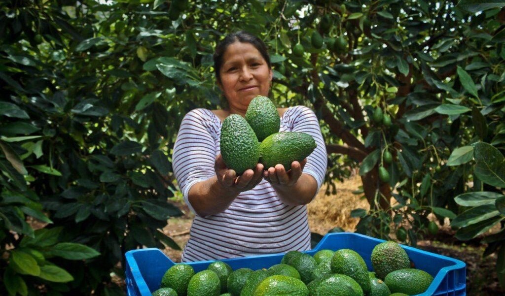 Peruvian avocado conquers the world: Sustainability and small-scale growers fuel the country's rise to the top