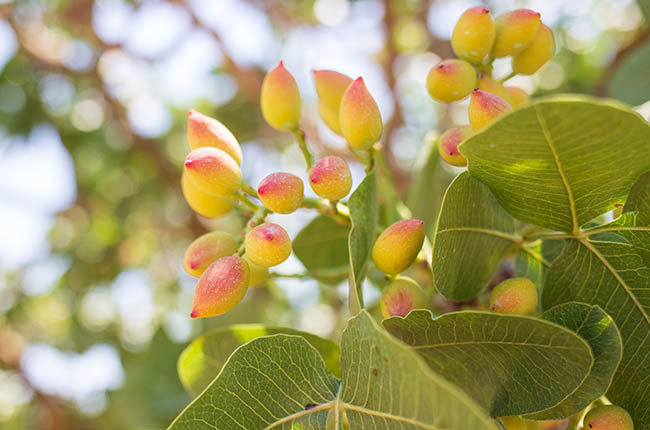 Pistachio plant