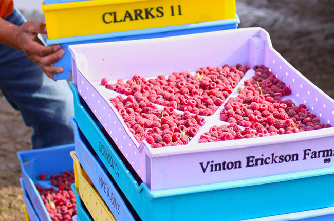 Washington frozen raspberry growers