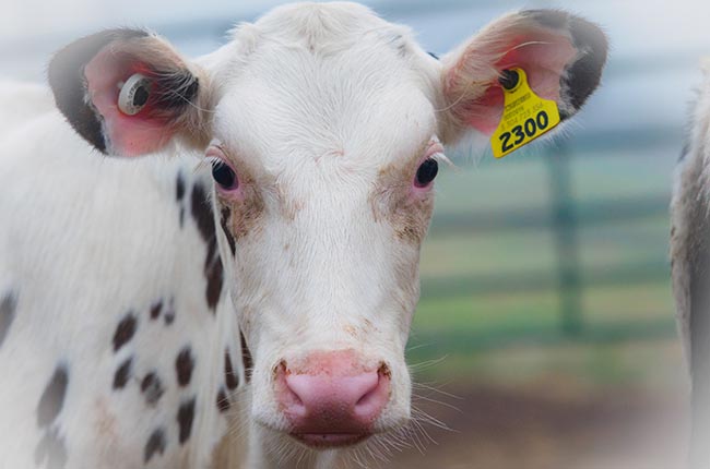 Trade deal benefited sector, us cattle