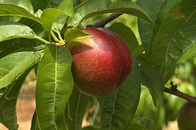 Australian summer fruit peach