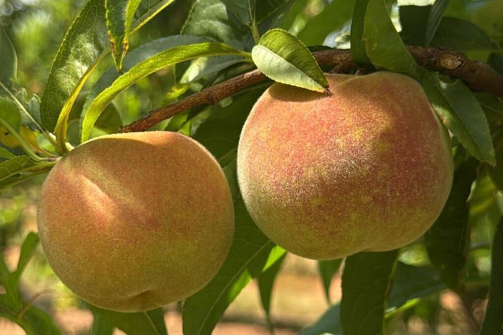Australian summer fruit growers anticipate excellent season across all states