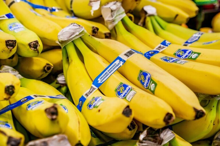chiquita panama bananas grown in Bocas del toro