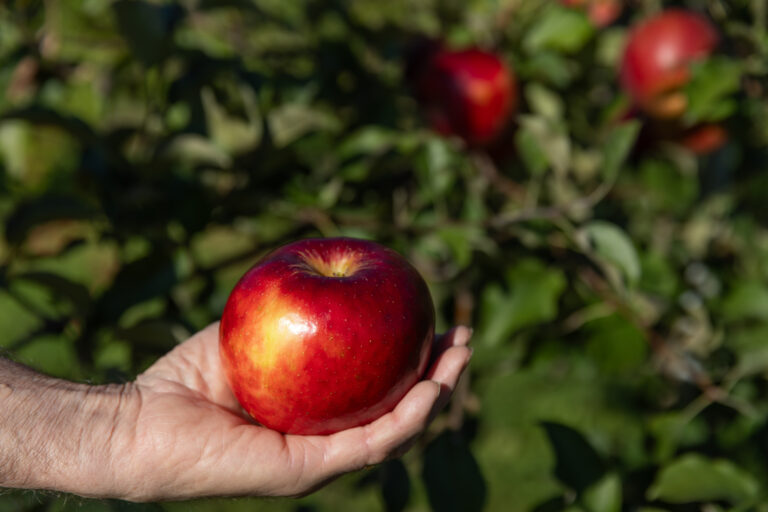 next-gen apple robot