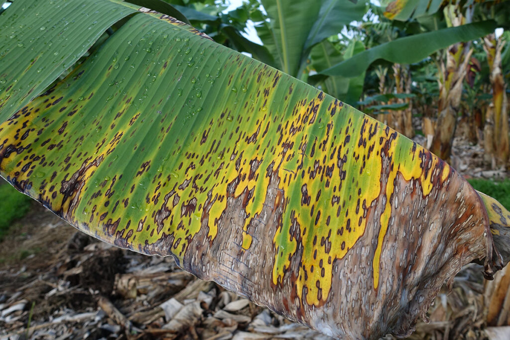 Fresh Del Monte sounds the alarm once again on global banana crisis escalation