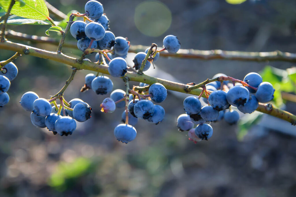 IBO Report 2025: These are the five trends to watch in the blueberry industry