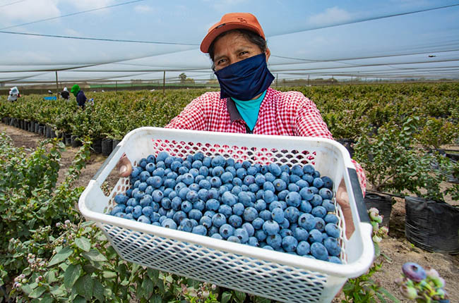 Peruvian blueberries