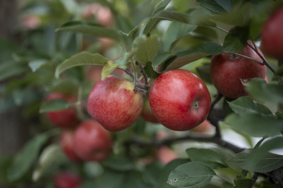 Jazz and Envy apples, two of New Zealand's most iconic apple varieties, celebrate 40th anniversary