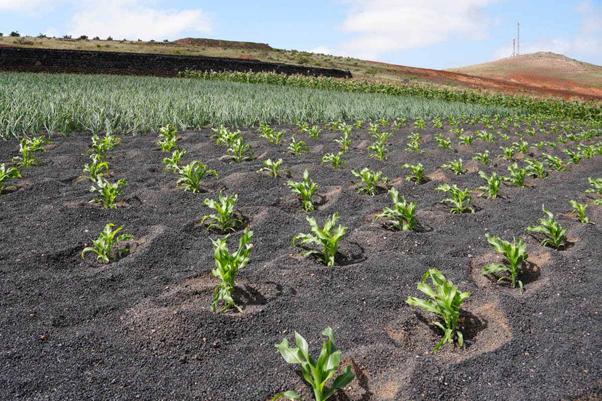 Lanzarote’s volcanic miracle: Spain's unique farming system born from eruptions and drought