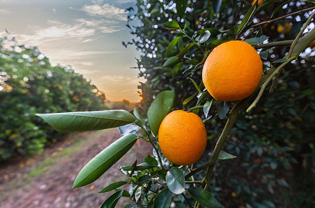 tariff exemption benefited mandarins