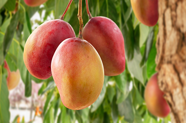 Mexican mangos, probably, on a tree