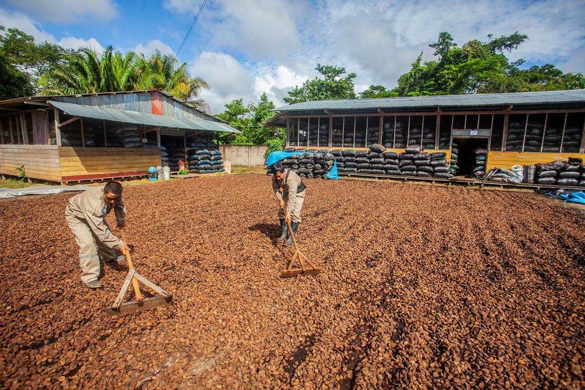 First shipment of Peruvian chestnuts make Chinese market debut