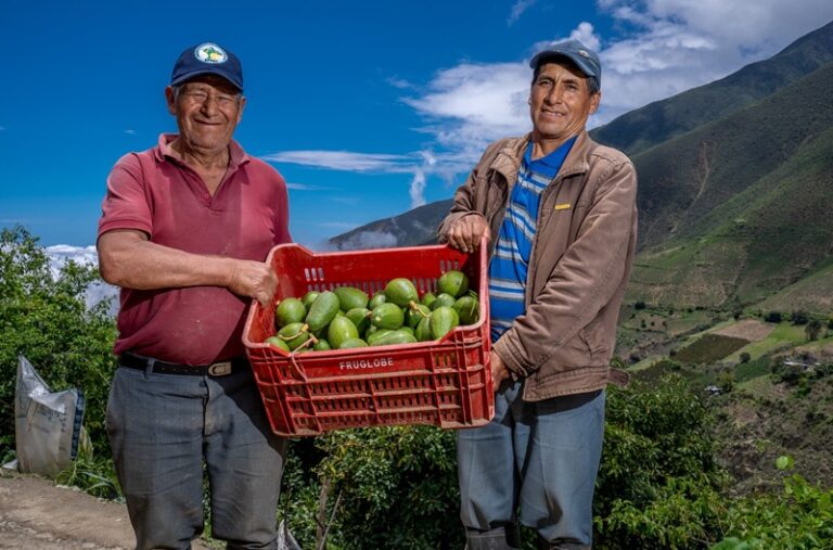 Peruvian avocado workers MIDAGRI