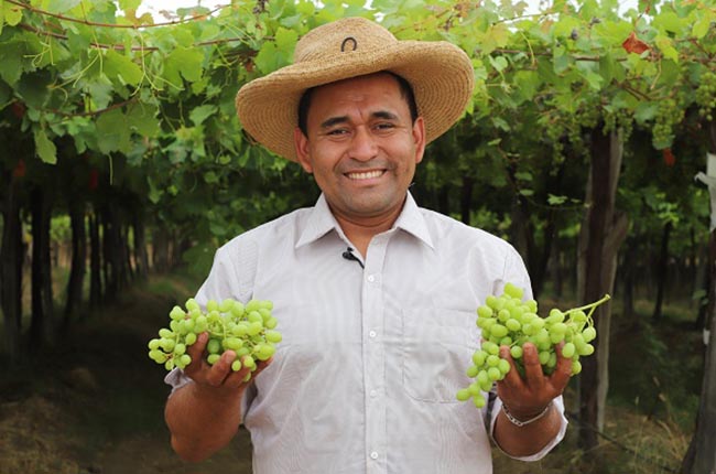 Peruvian grape worker
