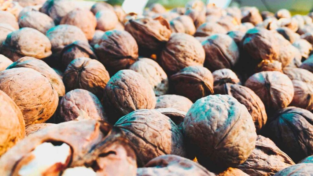 California cracks “vintage” crop: Walnut quality and yields hit new heights