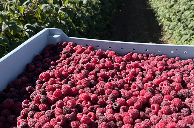 Frozen raspberries