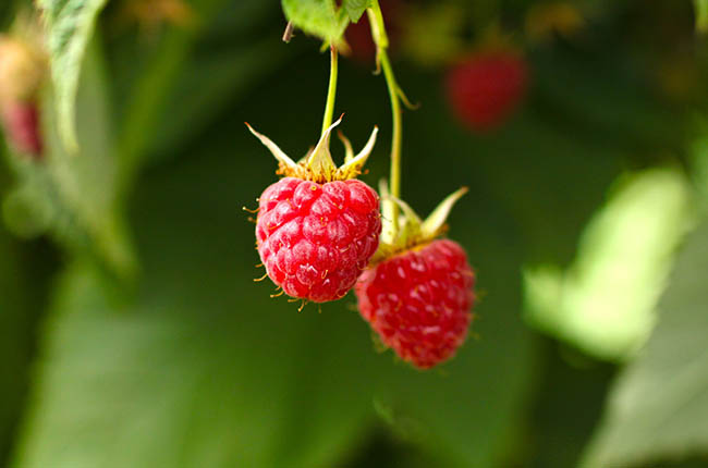 Frozen raspberries