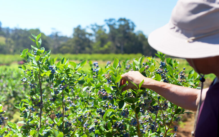 global blueberry market