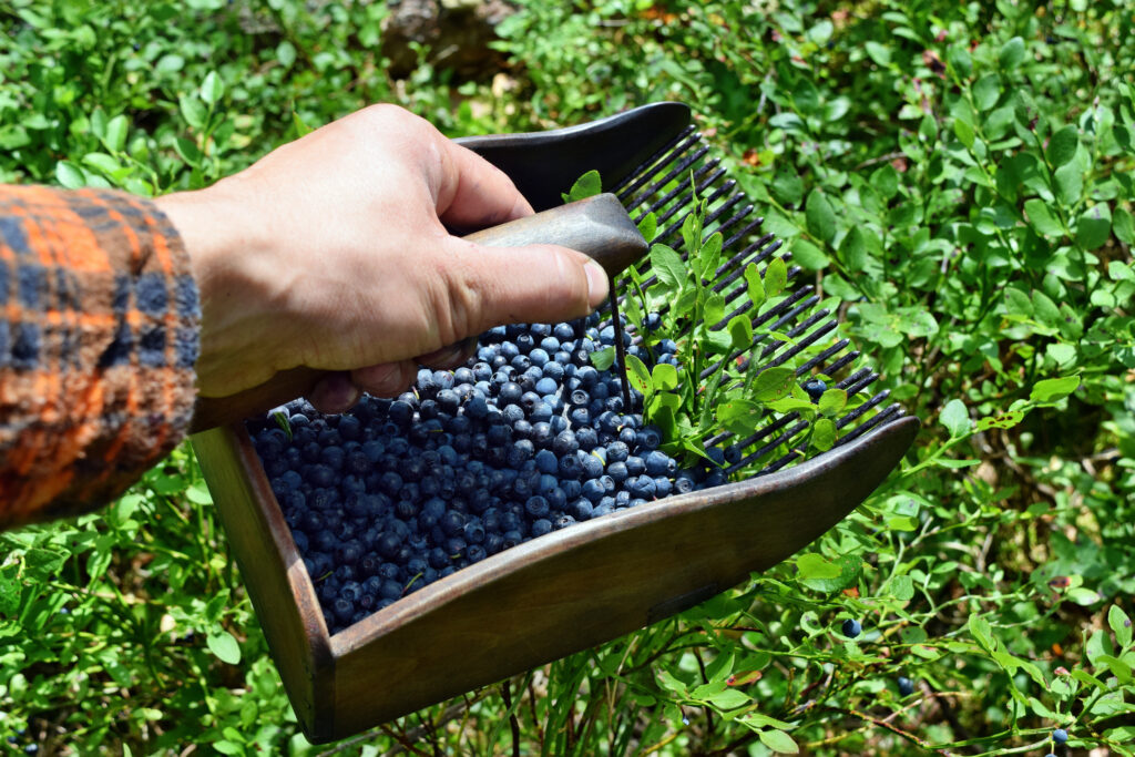 Peru evens out blueberry season as exports near 360,000 tons