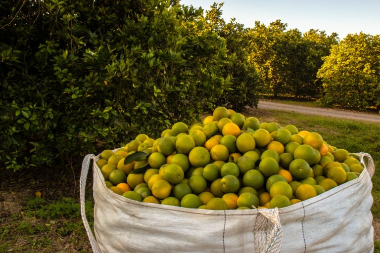 citrus growers