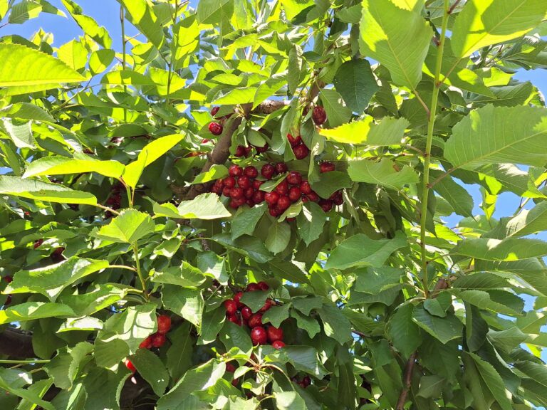 Chilean cherries
