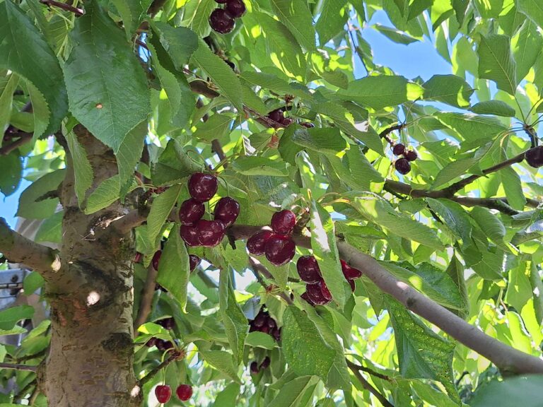Chilean cherries