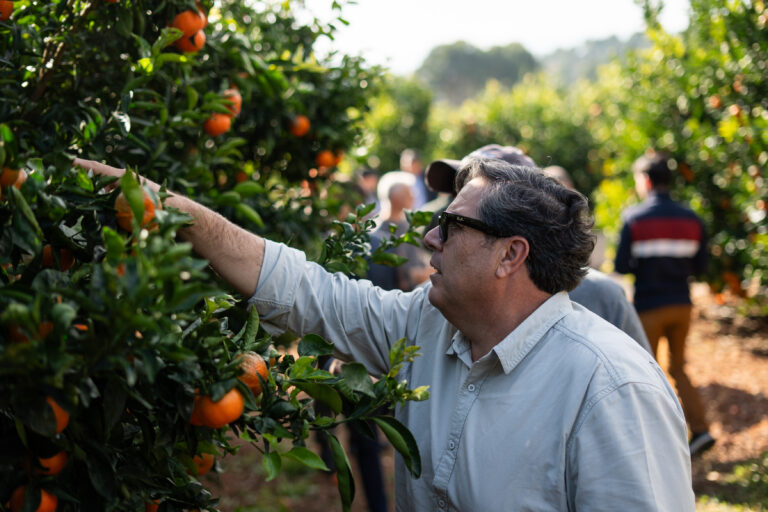 Genesis Fresh mandarins