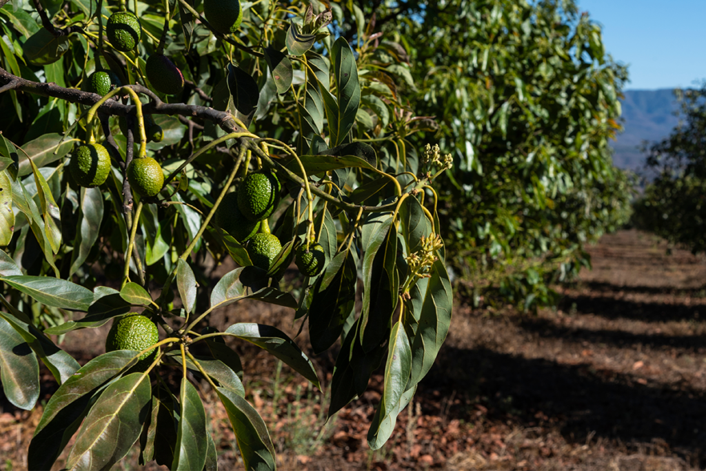 California Avocado Commission urges changes to USMCA amid oversupply and pest concerns