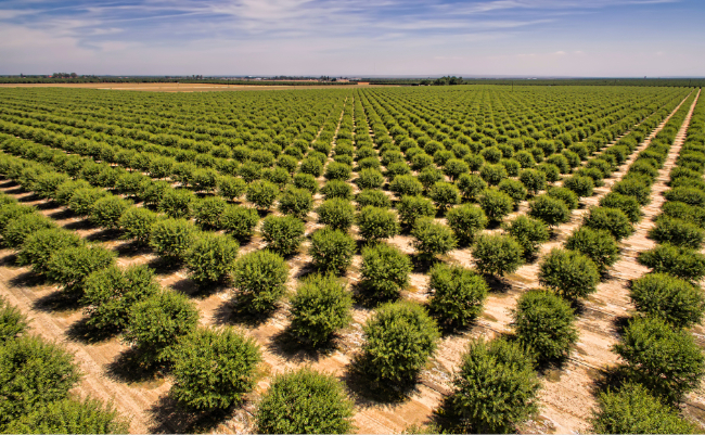 Almond Board of California Object Measurement report